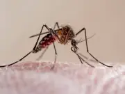 Place a lemon beside your window to repel mosquitoes this summer