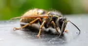 Place Citrus Peels in Garden to Deter Wasps This July