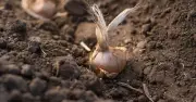 Plant autumn crocus now for stunning September blooms