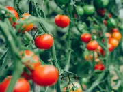 Plant Basil Next to Tomatoes to Repel Pests and Boost Growth