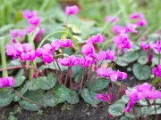 Plant These 5 Bulbs Now for Stunning October Garden Blooms