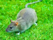 Plant This Cheap Garden Herb to Repel Rats Naturally This Summer