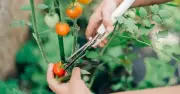 Plant tomatoes with basil for pest-free growth, says Martha Stewart