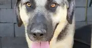 Poisoned Dog Frida Beats the Odds and Seeks Forever Home
