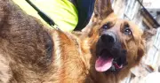 Police Dog Handlers Slam Met Plans to Split Them from Canine Partners