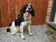 Police Dog Mila Helps Arrest Two Suspected Fraudsters in North East