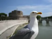 Police Hunt Man Who Punched Seagull for Stealing Food in Cornwall