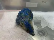 Police Slam 'Appalling' Behaviour After Hedgehog Painted Blue and Yellow in Leeds