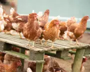Poultry Growth Plan Risks UK National Security, Campaigners Warn