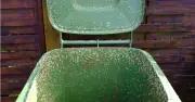 Pour Boiling Water in Wheelie Bins to Prevent Maggot Infestation