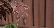 Prevent Japanese Maple Leaf Scorch: 3 Easy Summer Jobs for Gardeners