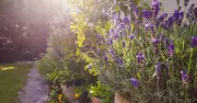 Prevent Leggy Lavender: Do This 1 Key Task Now in Summer