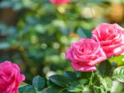 Professional Gardener Reveals 6 Plants to Prune in July for More Blooms