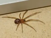 Professor Debunks Myth of Swallowing Spiders While Sleeping