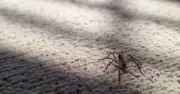 Professor debunks myth that you swallow spiders in your sleep