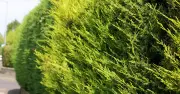 Property Expert Warns of 4 Destructive Plants That Could Devalue Your Home by Thousands