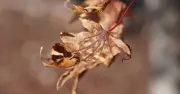 Protect Japanese Maples in Heat With Pine Straw Mulch