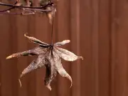 Protect Japanese Maples in Summer With This Natural Material