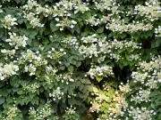 Prune Climbing Hydrangeas in July for a Second Flush of Flowers