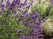 Prune Lavender in July for a Second Bloom: Gardener's Simple Trick