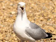 Psycho Seagulls as Big as Foxes Terrorise Britain, Experts Warn