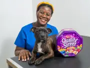 Puppy survives chocolate poisoning from forgotten Christmas sweet