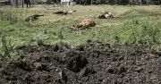 Putin Accused of Using Anthrax-Infected Livestock as Biological Weapon in Ukraine