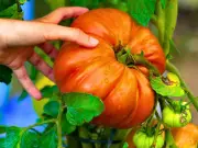 Quick July task helps tomatoes grow bigger and plumper