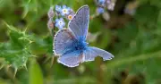 Rare butterflies return to former landfill site turned nature reserve