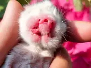 Rare Janus Kitten with Two Noses and Two Mouths Born in Wales