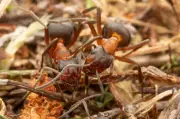 Rare Narrow-Headed Ant Colony Found on King's Balmoral Estate