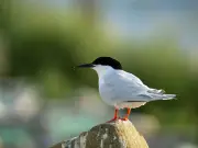 Rare seabird breeding pairs hit 50-year high in Northumberland