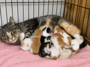 Rare Two-Faced Kitten Dies Less Than a Week After Birth