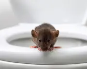 Rat in Toilet: A Terrifying True Story That Will Haunt You