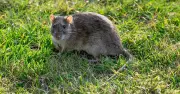 Rats Will Flee Gardens If Peppermint Oil Left Outside, Experts Say