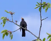 Readers Share Stories of Musical Blackbirds