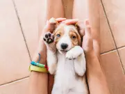 Real Reason Dogs Love Belly Rubs Is Too Cute, Experts Reveal