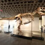 Real T Rex Named Gus Up for Auction at Sotheby's for £23 Million