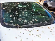 Remove Hardened Bird Poo from Car with Simple Two-Ingredient Method
