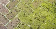 Remove Patio Green Algae in 5 Minutes with White Vinegar and Orange Peel