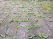 Remove Patio Moss and Algae with 15p White Vinegar Hack