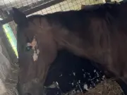 Rescue Horse Violet Left Devastated After Dog Attack in Private Field