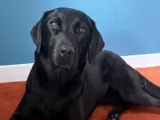 Rescuers Save Dog Who Ate Discarded Cannabis on Ben Nevis