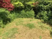 Revive Brown Lawns: Key Task to Restore Grass After UK Heatwave