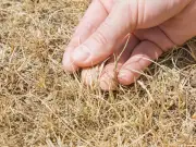 Revive brown wilted lawns after heatwave with expert 4-step guide