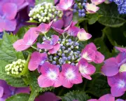 RHS may move hydrangeas north as hotter summers threaten blooms