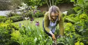 RHS Names Verbena Bonariensis as Perfect Plant for UK Heatwave Gardens
