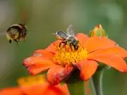 RHS Urges Gardeners to Leave 'Bee Drinker' and Pebble Saucer for Pollinators