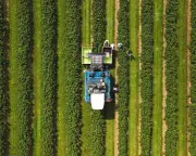 Ribena Owner Invests £200k to Help Blackcurrants Withstand Extreme Weather