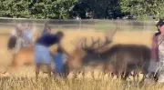 Richmond Park Visitors Slammed for Stroking Deer, Fatal Warning Issued